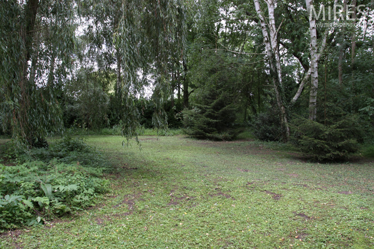 Magnolia, birches, terraces. C0571