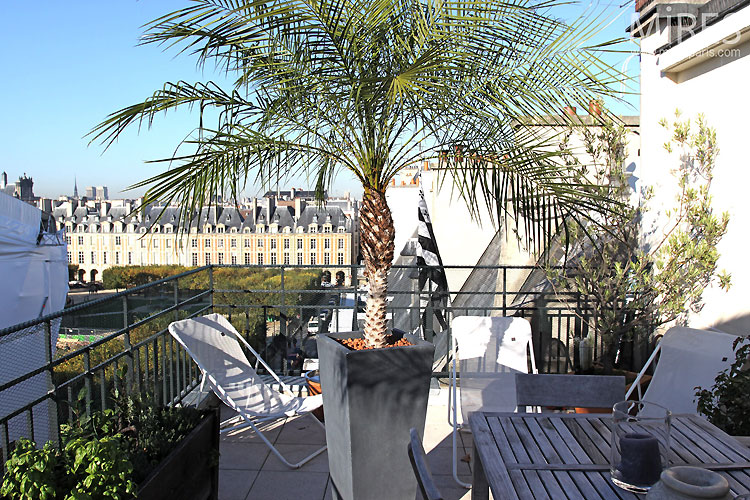 C0439 – Terrasse et palmier