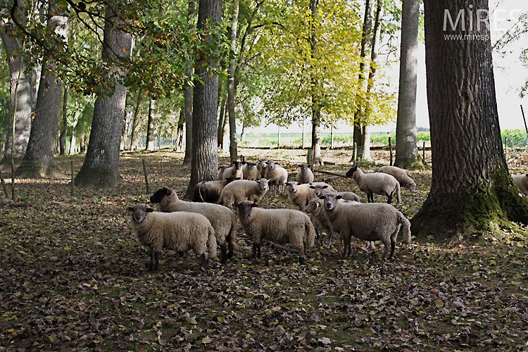 Arbres et moutons. C0450