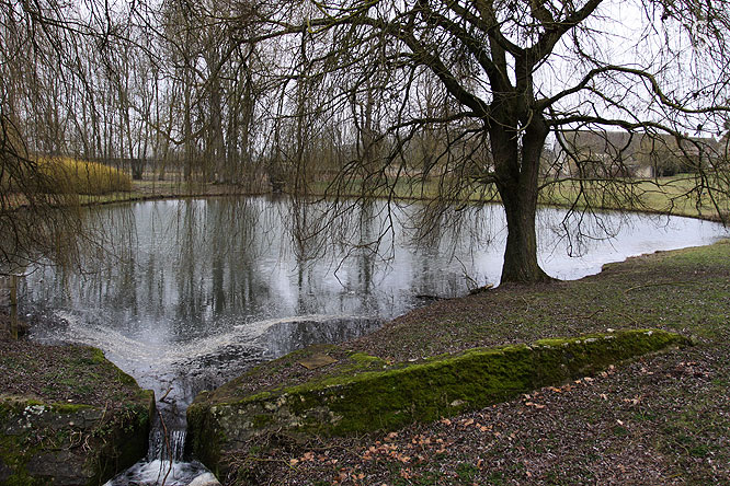 Le saule pleureur et l’étang. C0143