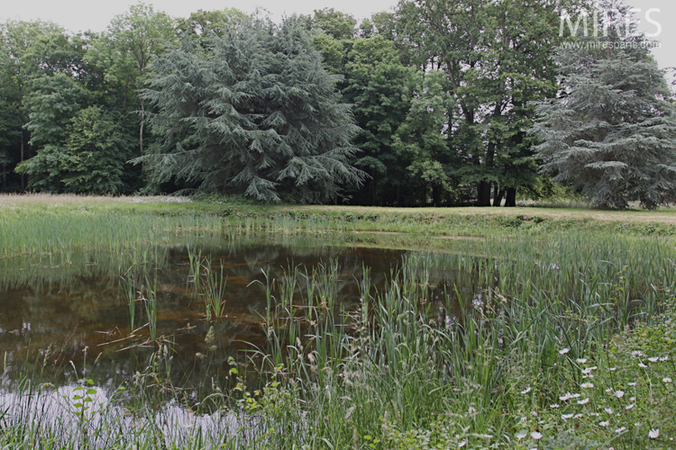 C0726 – Pond and box hedges