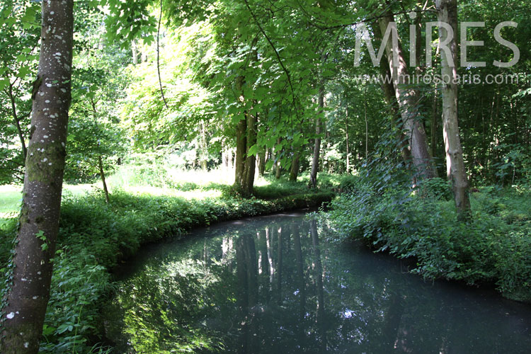 C0897 – Forest Stream