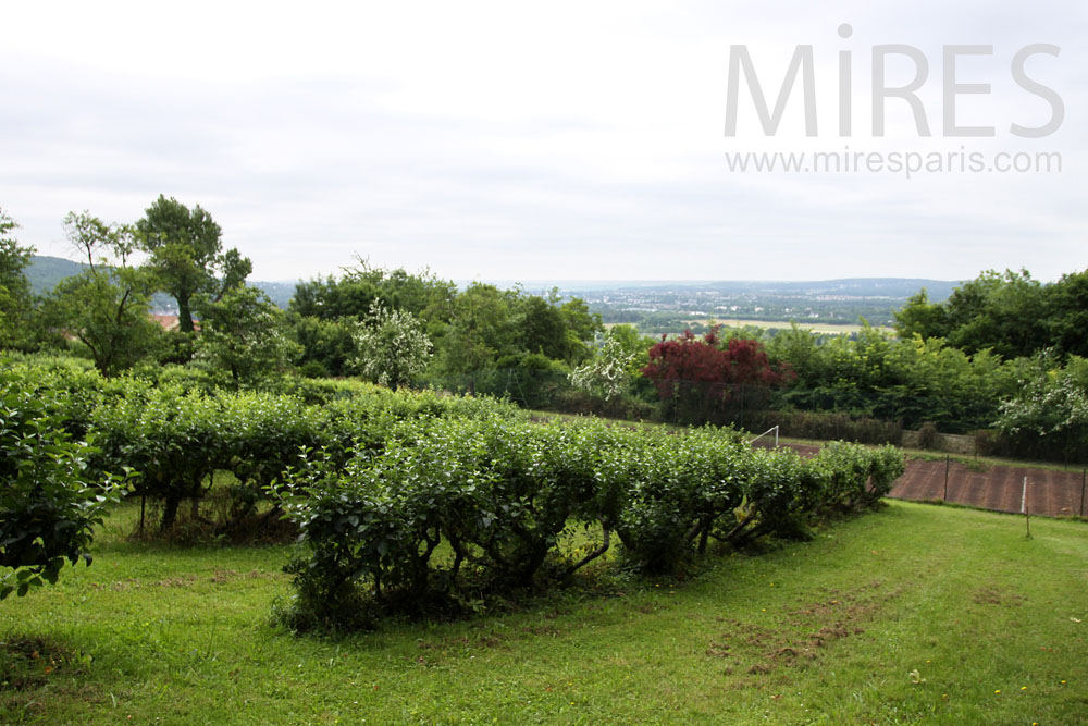 Little vineyard bellow. C0896