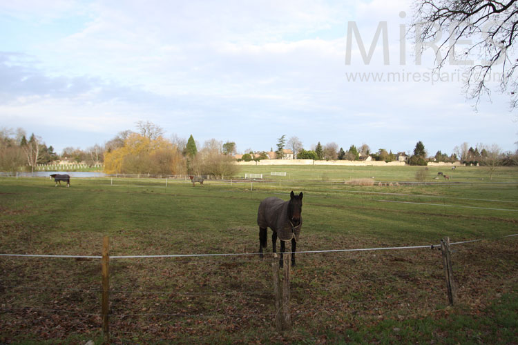 C0965 – Fields and horses