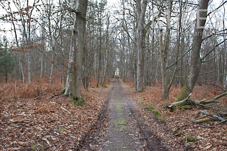 C0965 – Dans les sous-bois d’automne