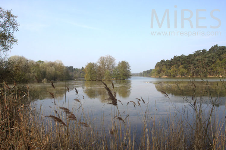 C1013 – Etang aux roseaux