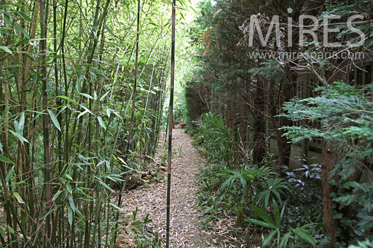 C1042 – Le jardin de bambou