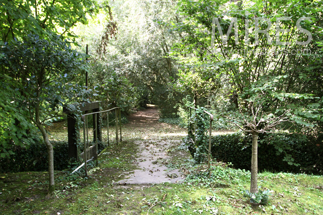 C1075 – Little undergrowth in the park