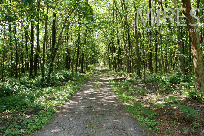 C1208 – Fraîcheur du sous-bois