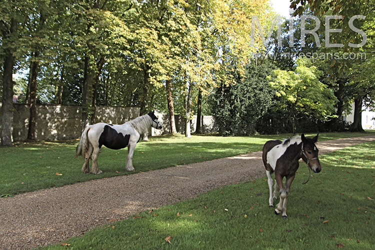 C1242 – Parc, chevaux et moutons