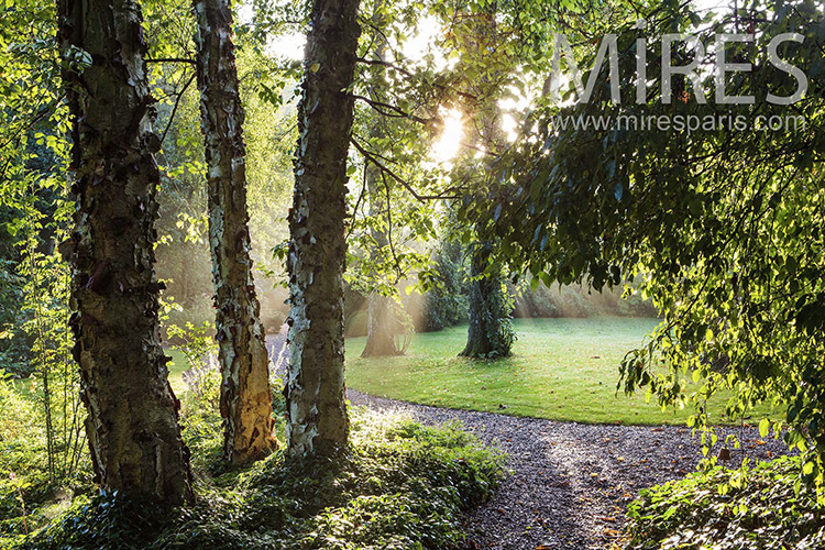 C1254 – Ambiance de sous-bois