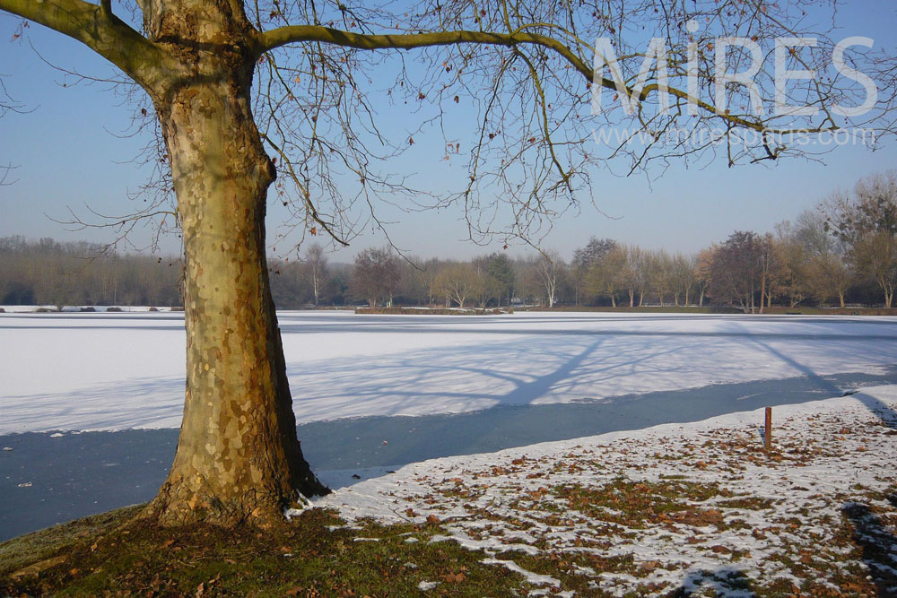 C1305 – Bucolique pond in the parc