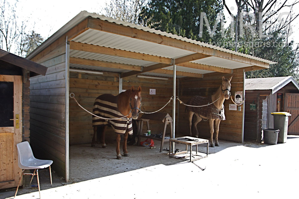 C1321 – Maternity and equestrian health