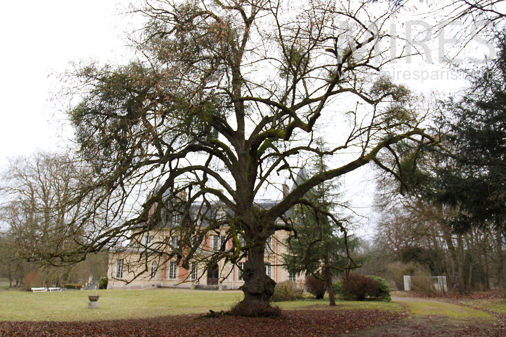 C1435 – Park around the castle