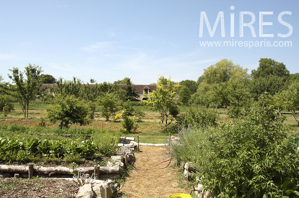 C1310 – Green vegetable garden
