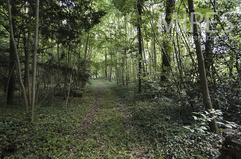 C1396 – Allées en sous-bois