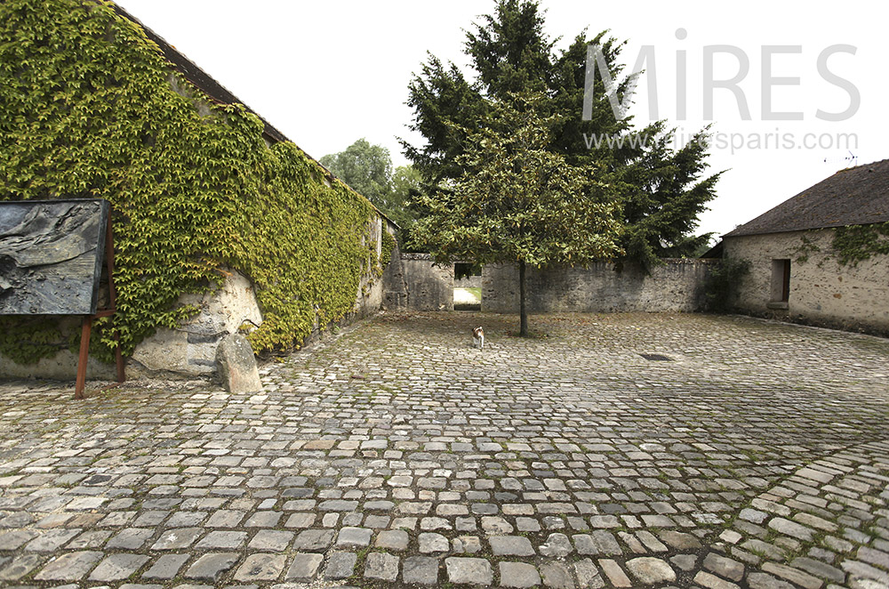 C1565 – Paved courtyard and climbing ivy