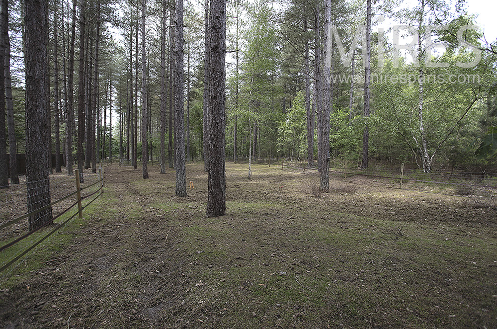 Maintained pine forest . C1574