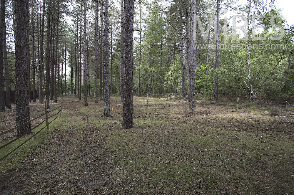 C1574 – Maintained pine forest