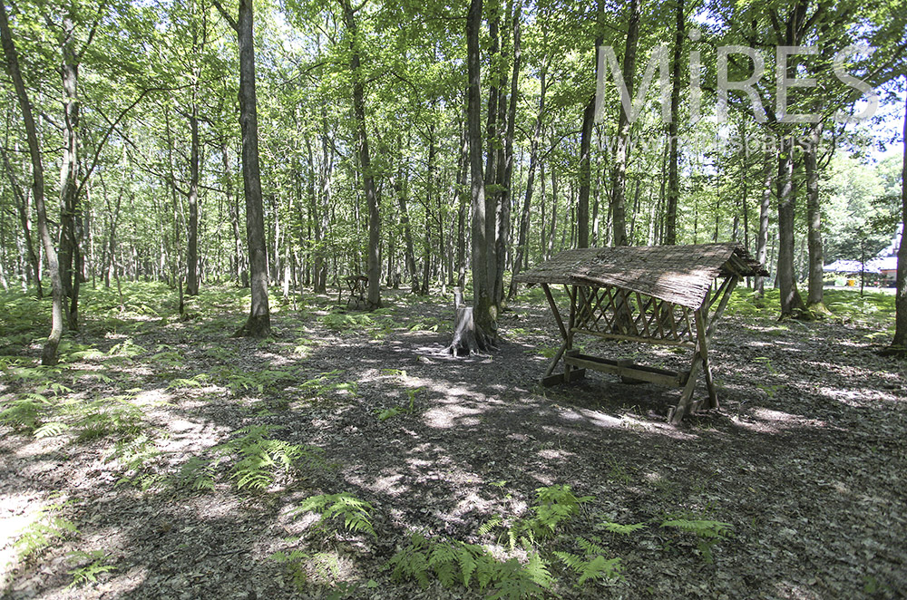 C0948 – Sous-bois tapissé de fougères