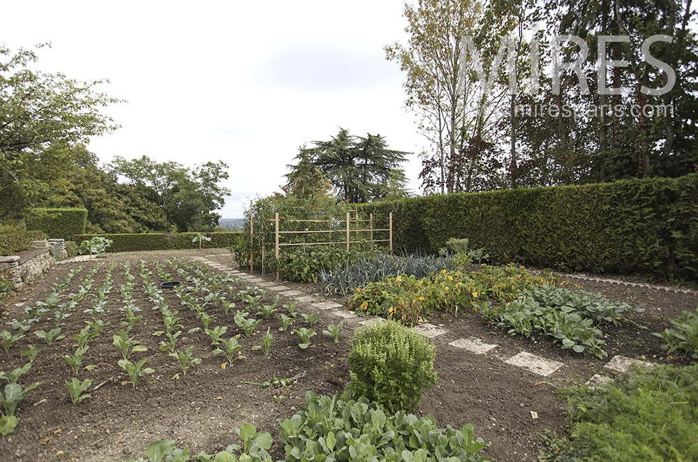 C1593 – Pretty vegetable garden