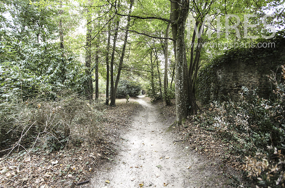 C1593 – Forest walk