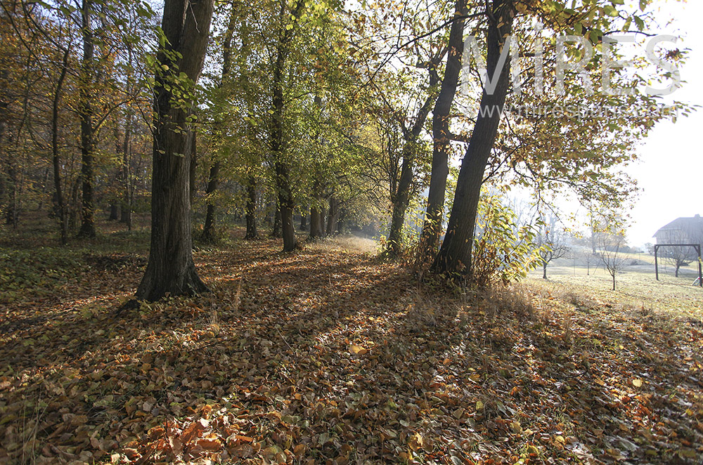 C1630 – Sous-bois