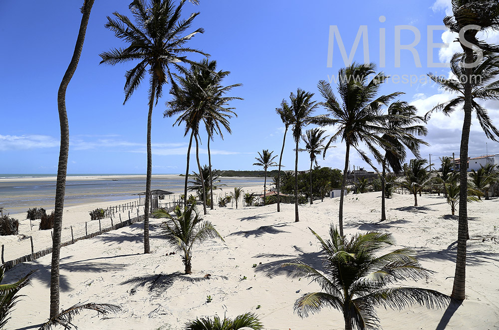 C1638 – Plage et cocotiers
