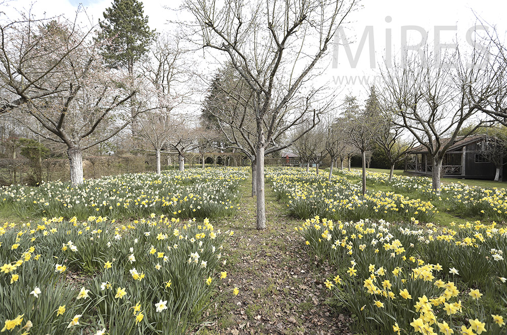 C1685 – Jardin fleuri