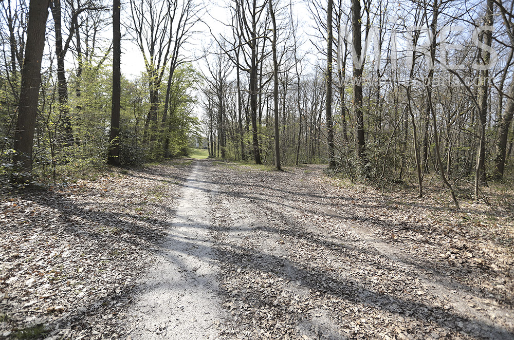 Forest path. C1693