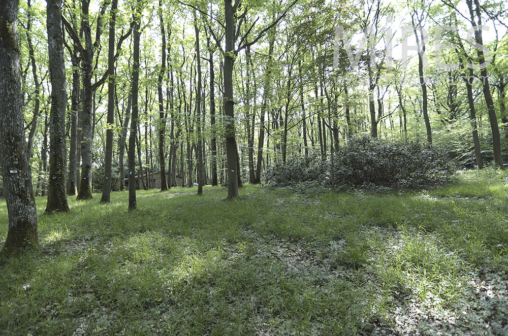Jeune forêt. C1709