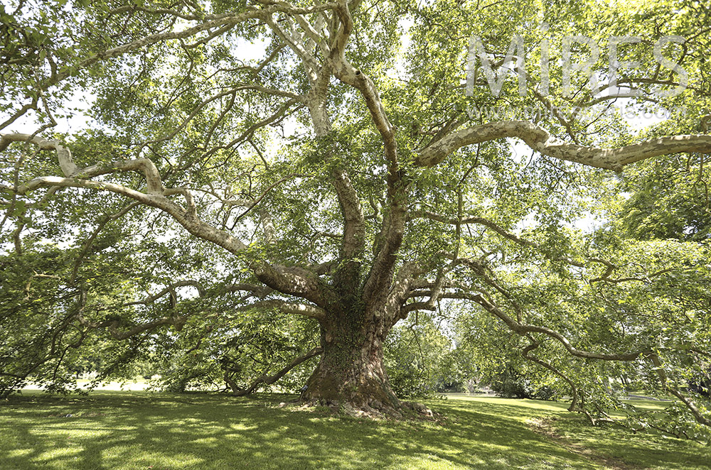 Remarkable tree. c0081