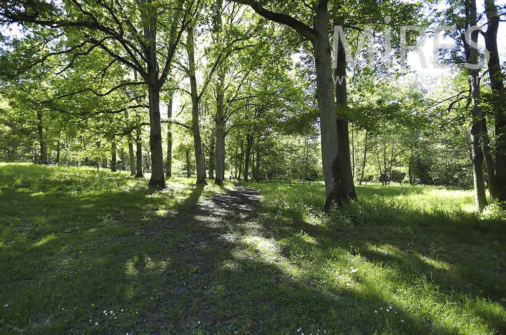 C1805 – Sous-bois lumineux