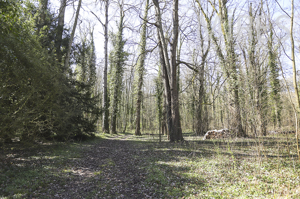 C1905 – Small forest