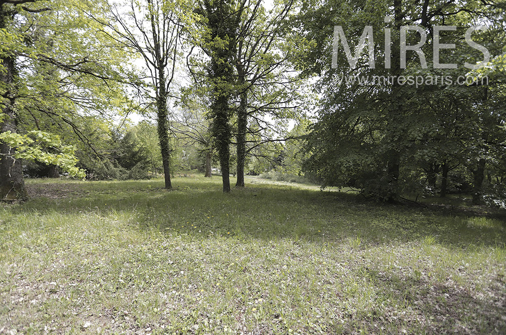 C1994 – Aerated forest