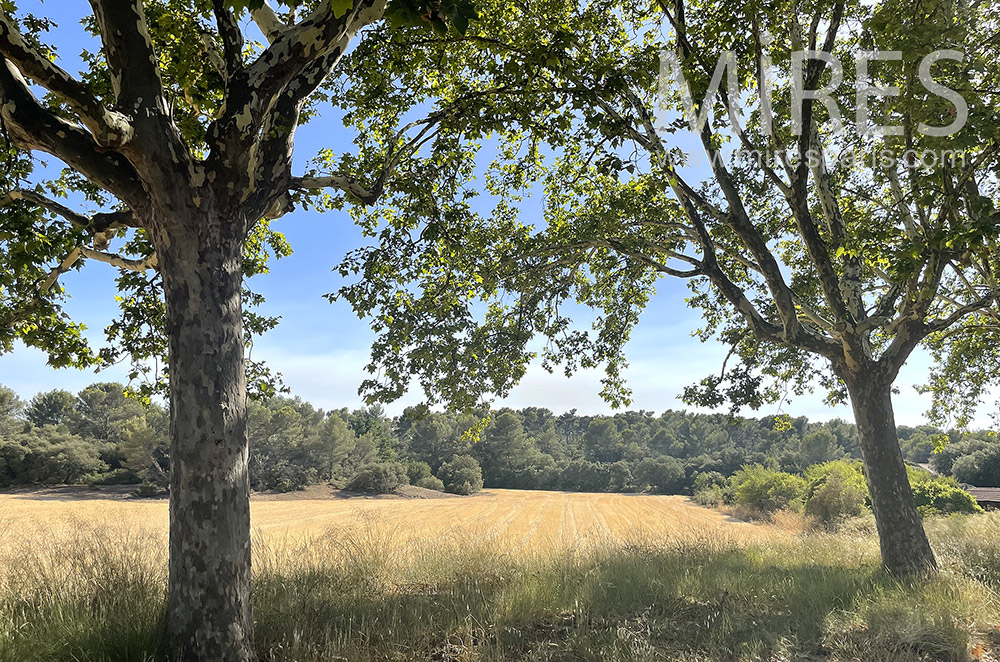 C2041 – Trees and fields