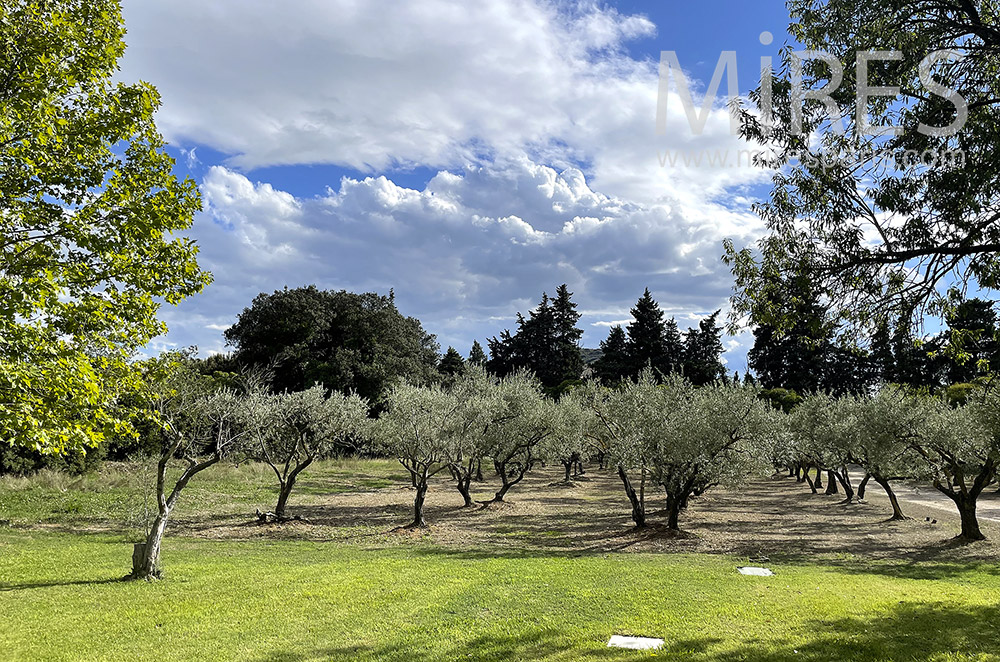 Olive grove. C2055