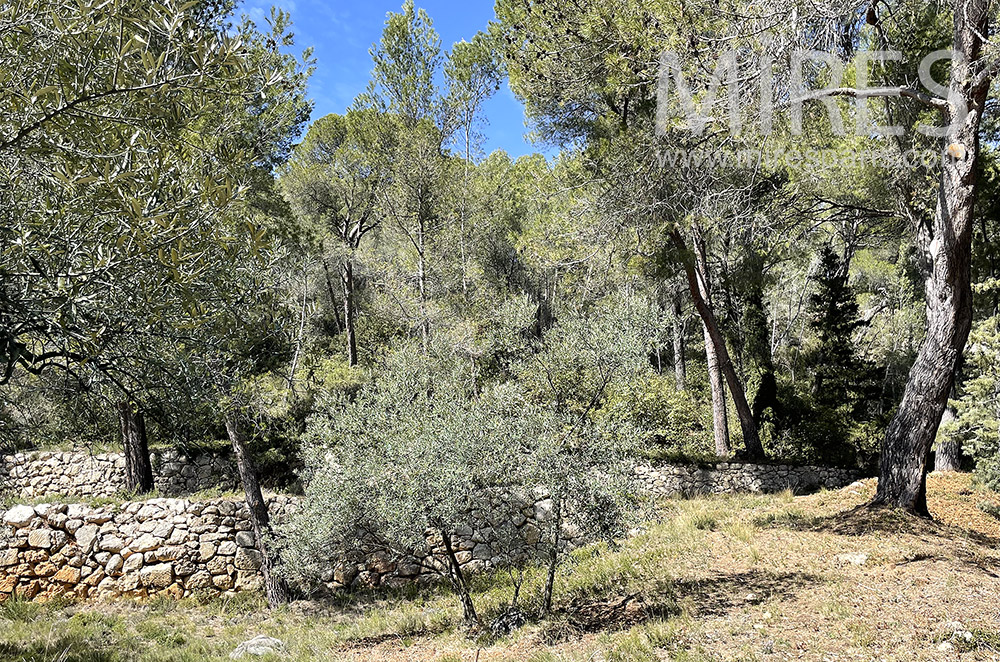 C2092 – Oliviers et garrigue