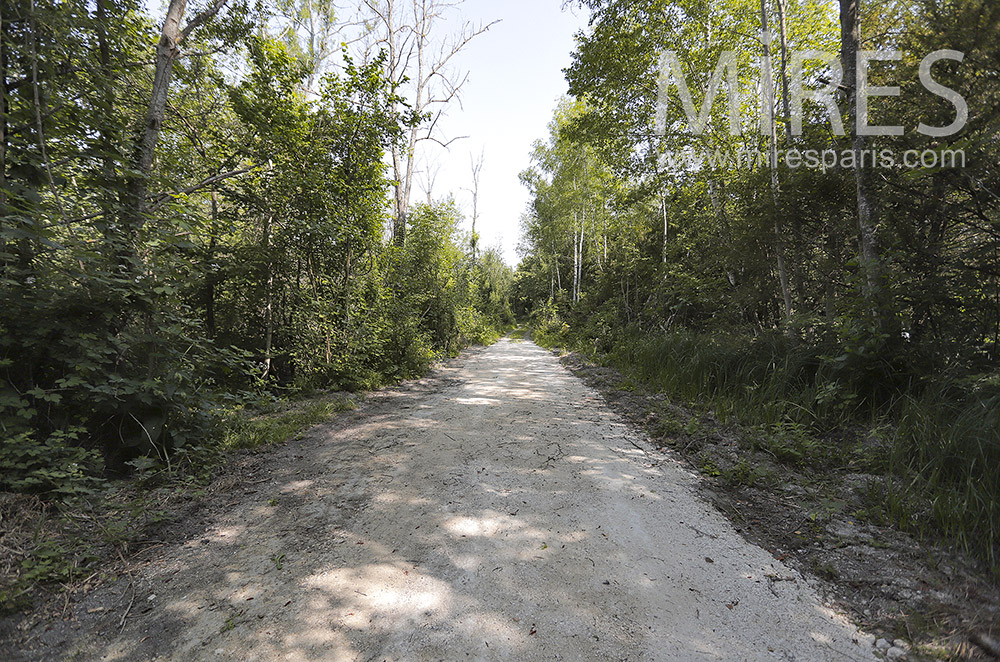 Forest paths. C0296