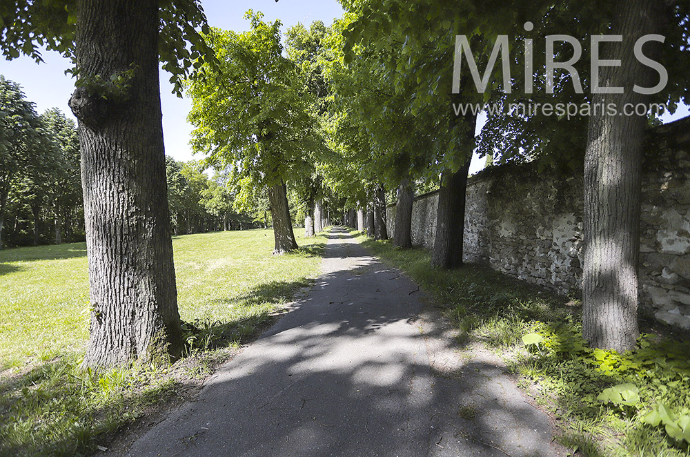 C1533 – Arbres et mur en pierre