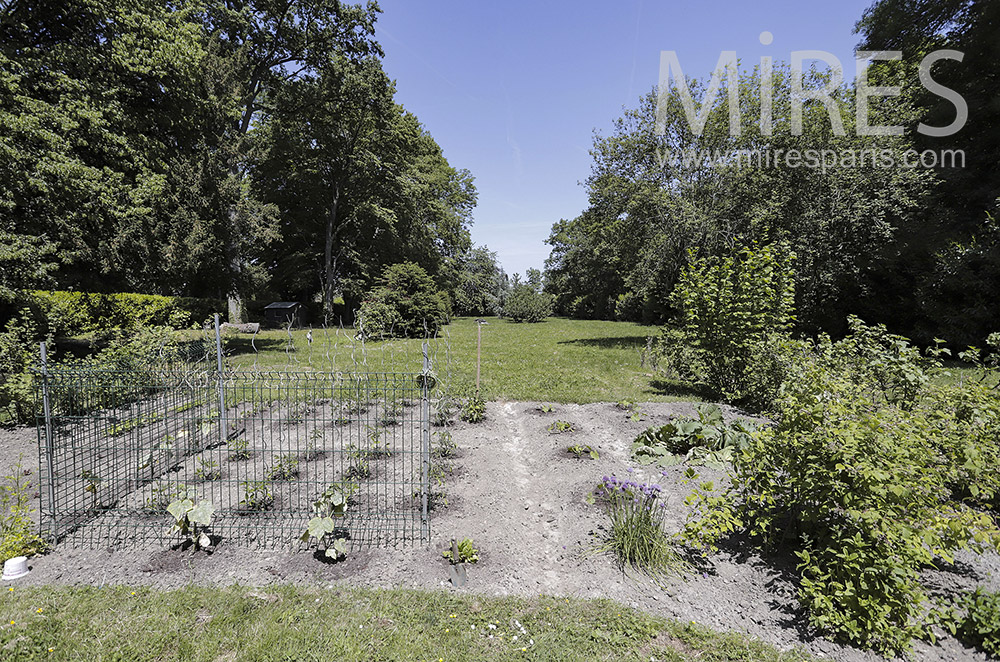 Vegetable garden. C2113