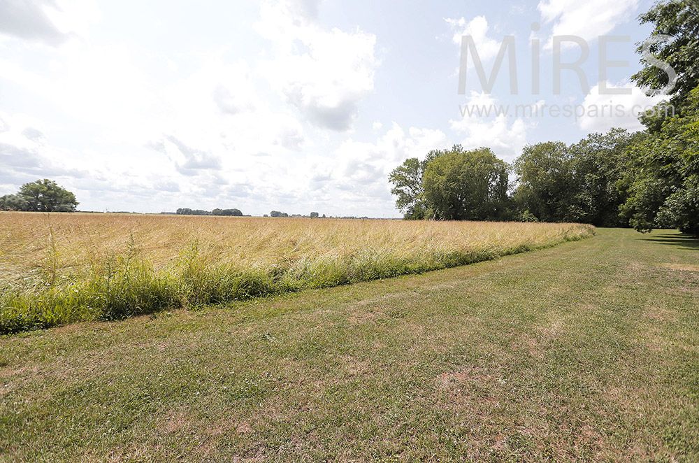 Cereal field. C2126