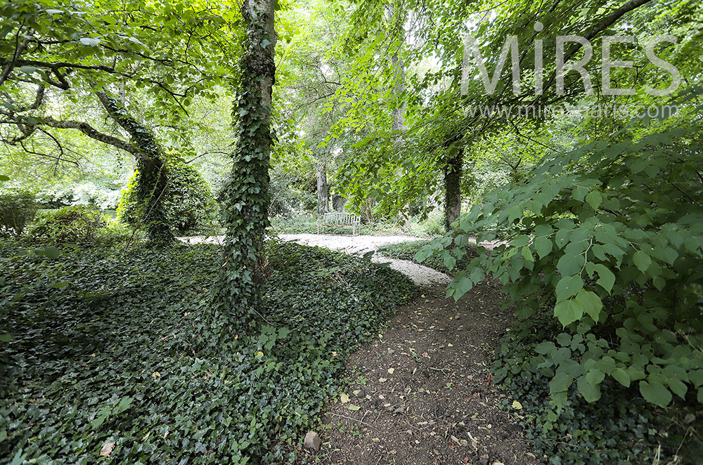 C2126 – Forest