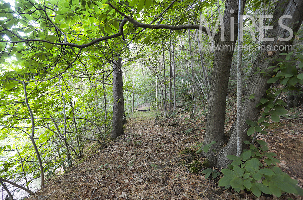 C2138 – Chemins en sous-bois