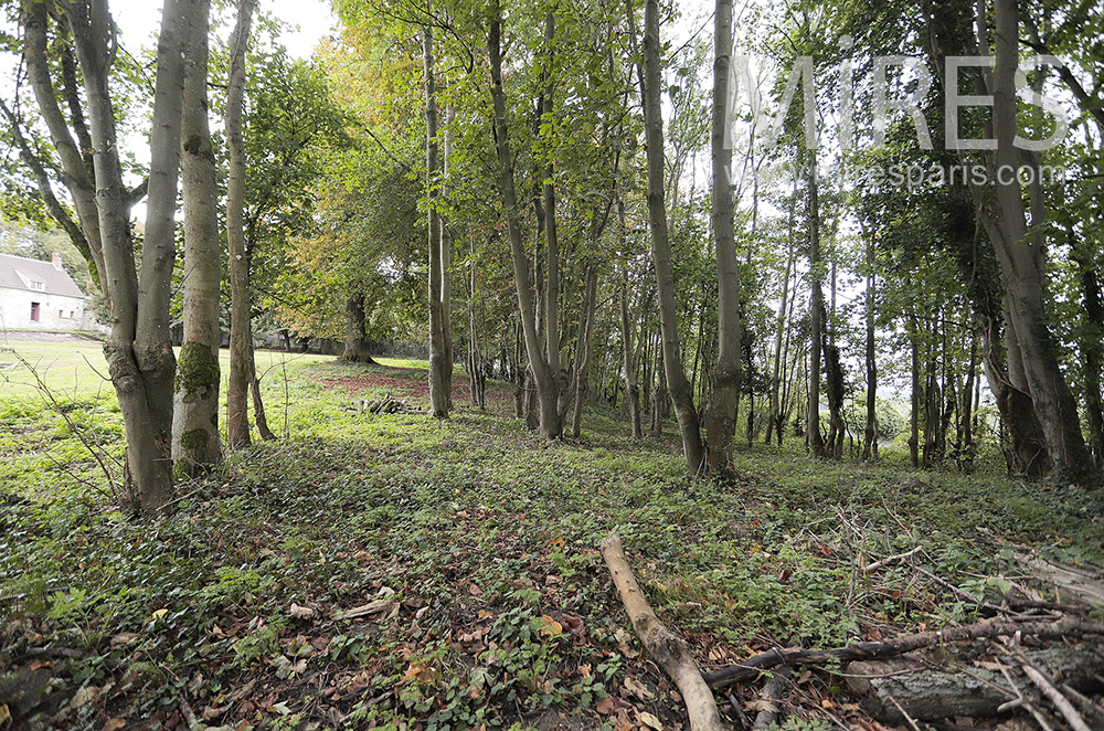 C2156 – Parc sauvage sous-bois